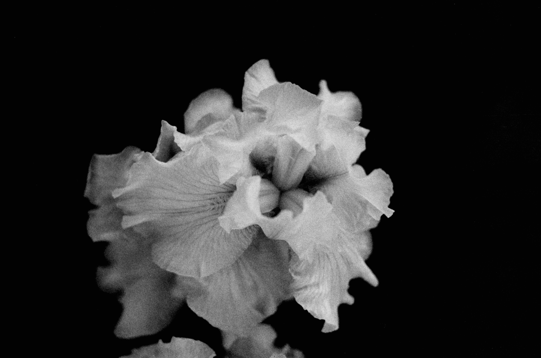 flower1