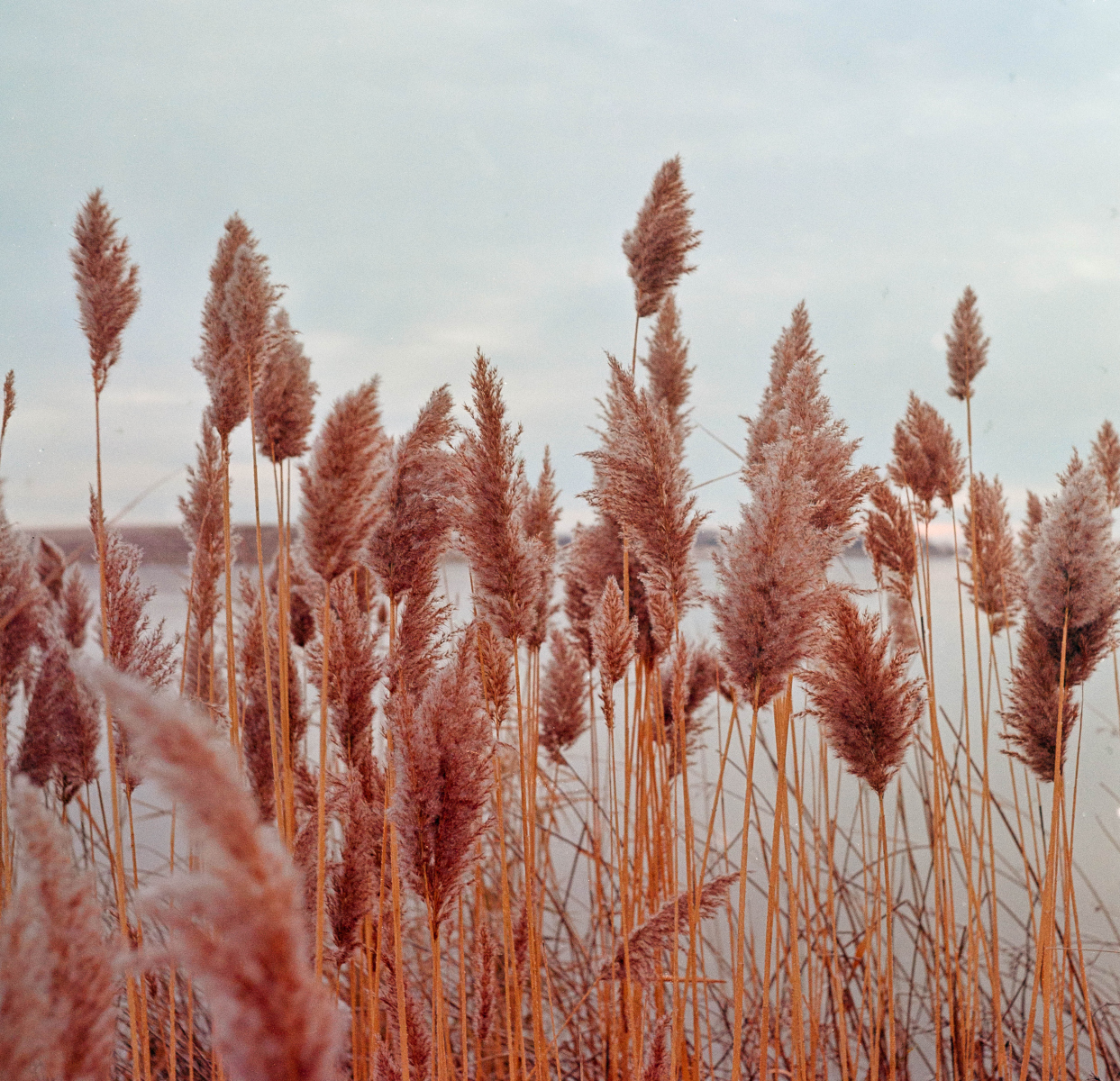 grass